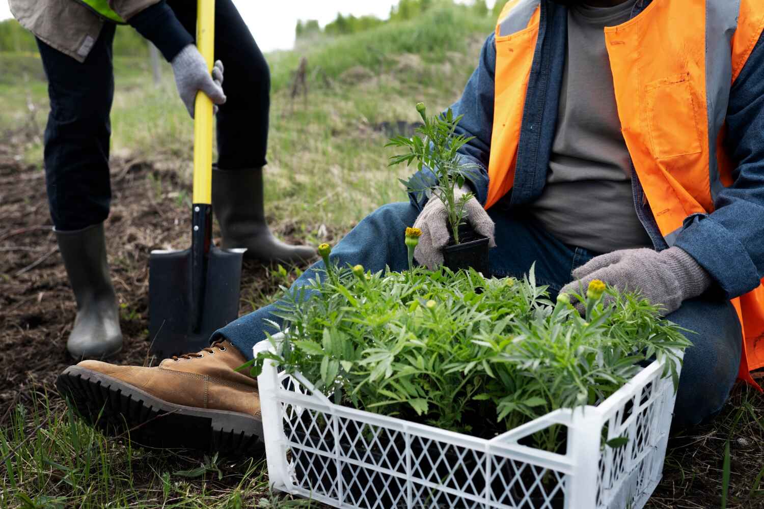 Best Tree Root Removal  in Rainbow Lakes, NJ